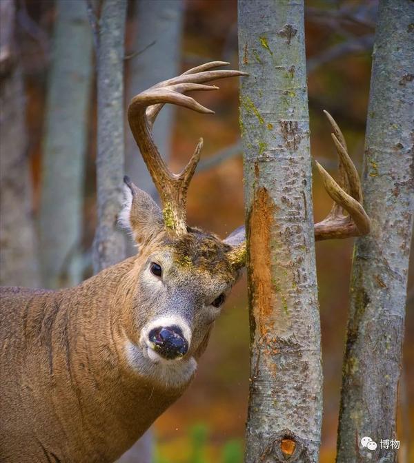 鹿角每年都整个儿脱落 疼不疼啊 知乎 鹿角每年都整个儿脱落 疼不疼啊 知乎