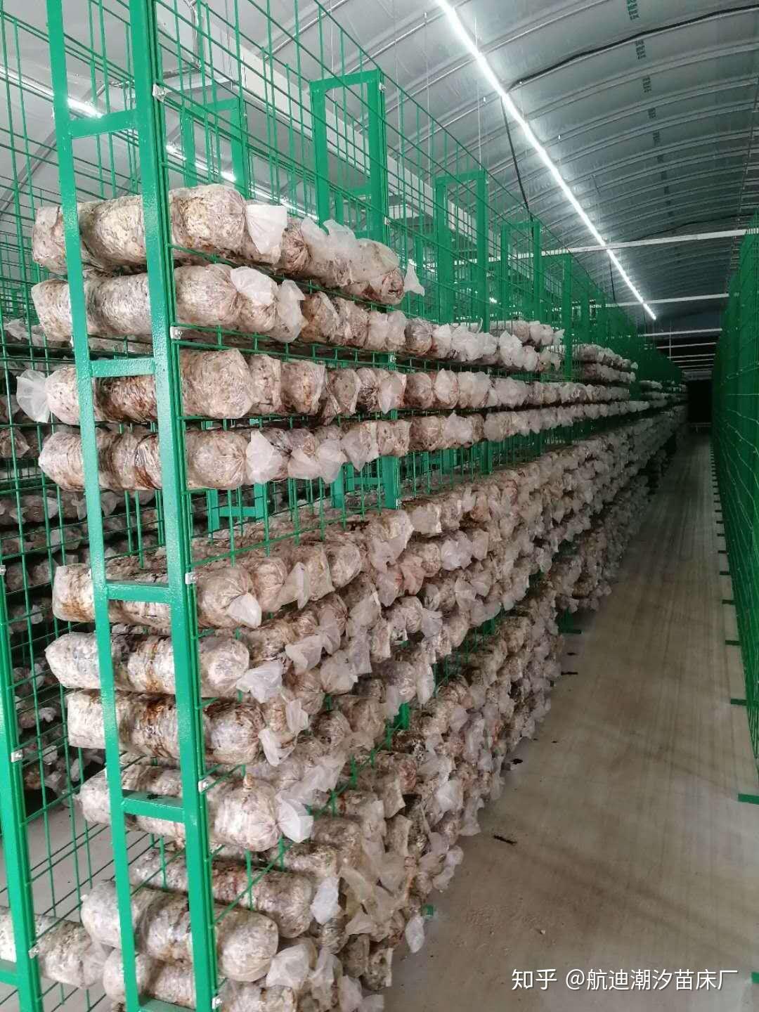 蘑菇架也称为食用菌出菇网架又叫食用菌培养架,食用菌生长架,菌类出菇
