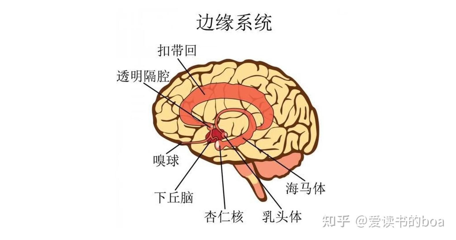 大脑边缘系统结构图片