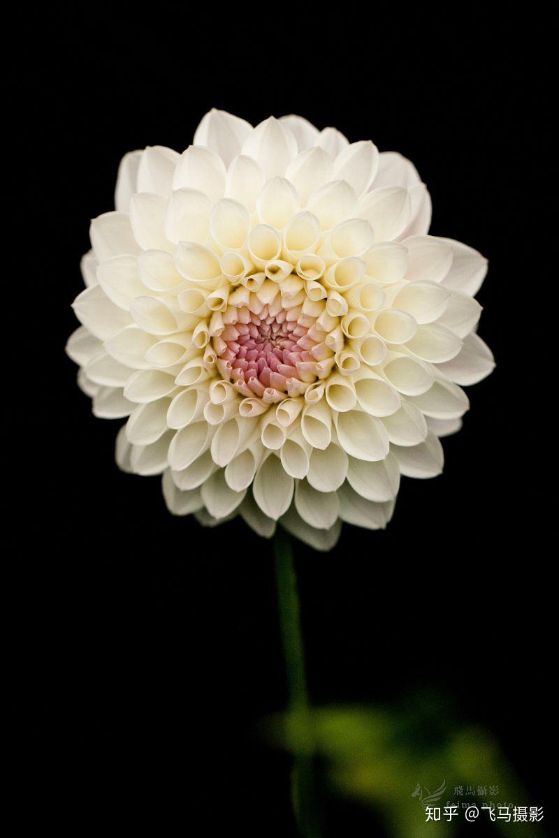 轻松拍摄黑色背景的花卉照片