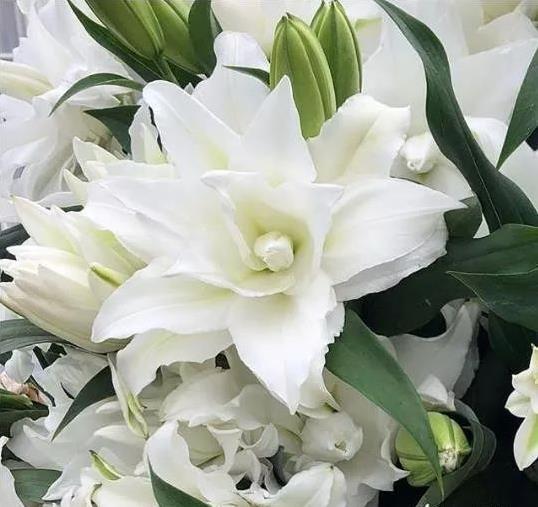 3d既视感的重瓣百合 改观你对百合的所有偏见 知乎