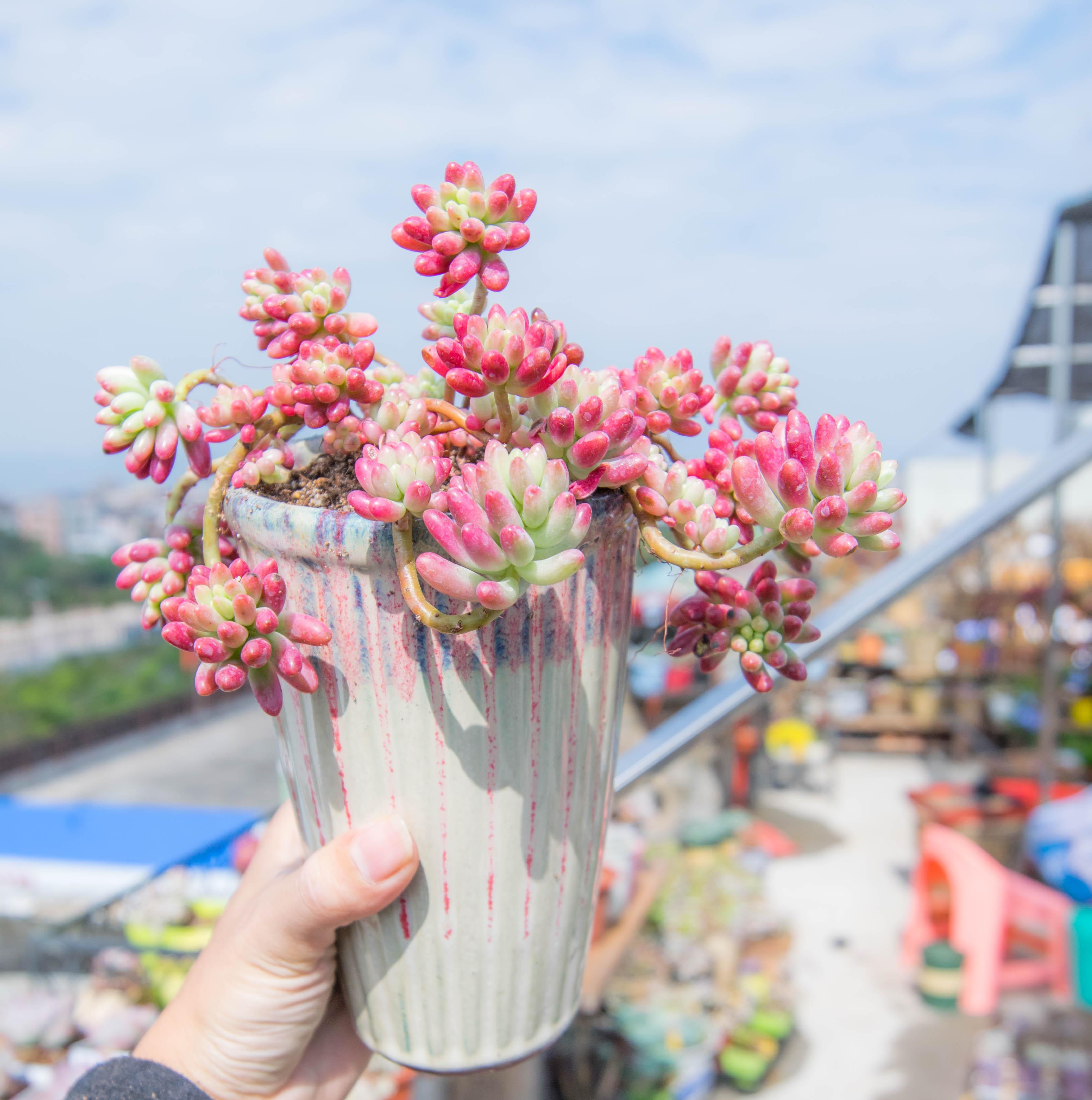 松哥品种小讲解颜值高但难度夏的虹之玉锦