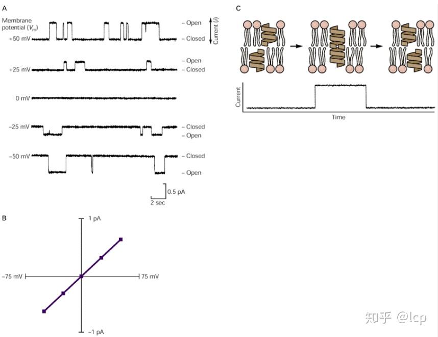 神经科学原理6(2019/11/25)—离子通道 - 知乎