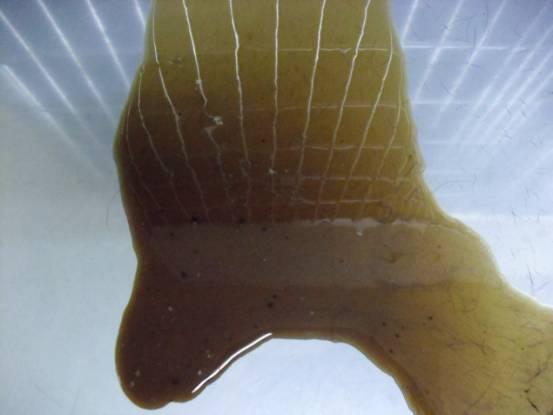 褐色胃液图片图片