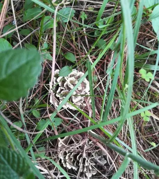 在楚大高速上,一到南华就会看到那座菌子山,南华县盛产菌子 品种多