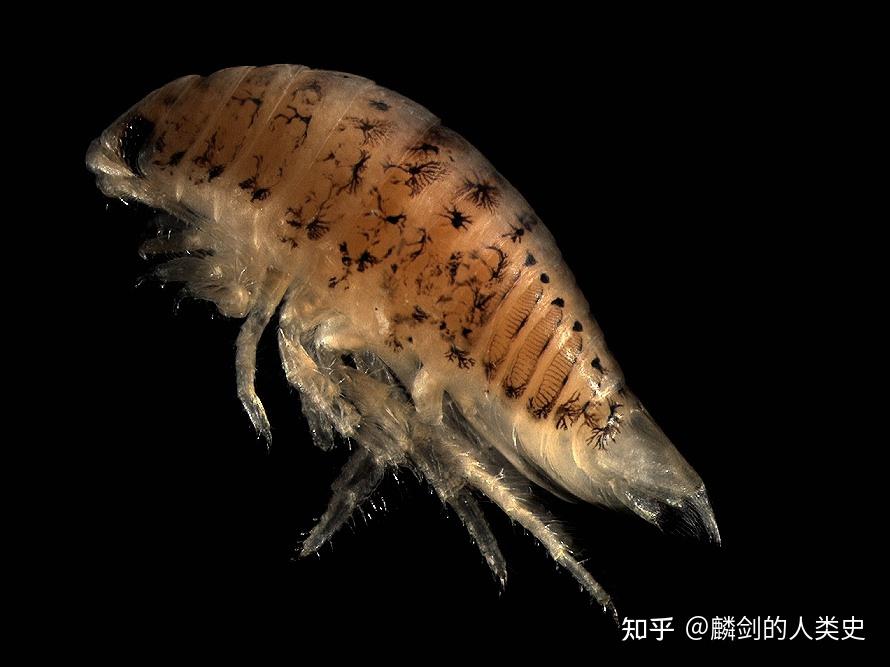 【动物界全系列】等足目—漂水虱科 - 知乎