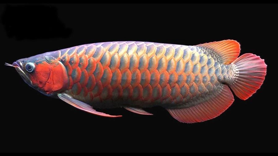 成为世界上最昂贵的观赏鱼早已经跃居鱼生巅峰金龙鱼 红龙鱼 青龙鱼等