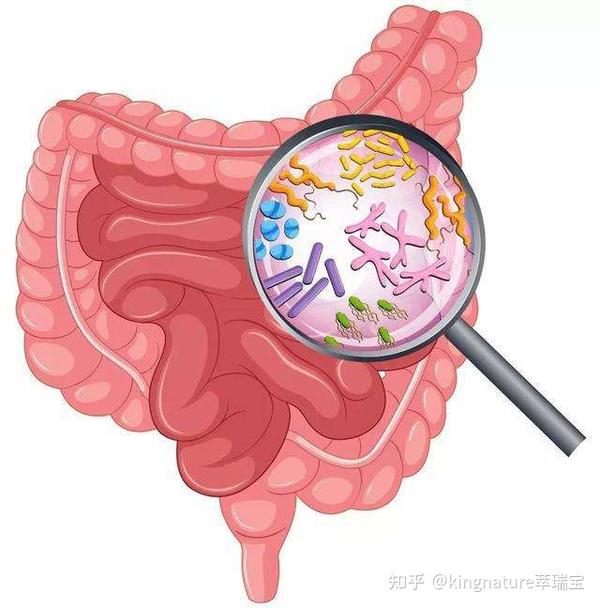 肠道健康是抵抗慢性疾病的基石 知乎 0308