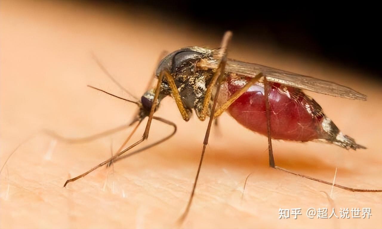 蚊子吸了一次血之后，多久才可以消化完全再次进攻你|蚊子|雌蚊|下唇_新浪新闻