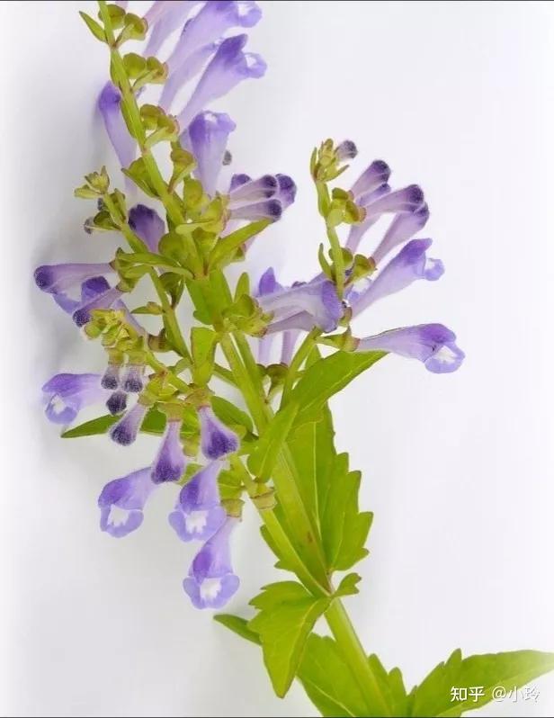 半枝莲半枝莲又名半支莲,并头草,韩信草,牙刷草,辛,微苦,凉,归肝,肺