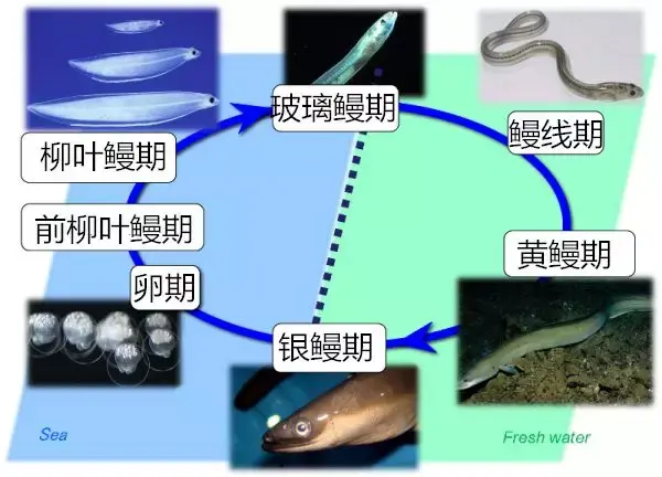 这一次鳗鱼是真的快要灭绝了