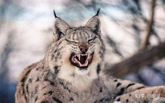 动物大揭秘:凶残的狼和软萌的猞猁,究竟谁是谁的天敌? - 知乎
