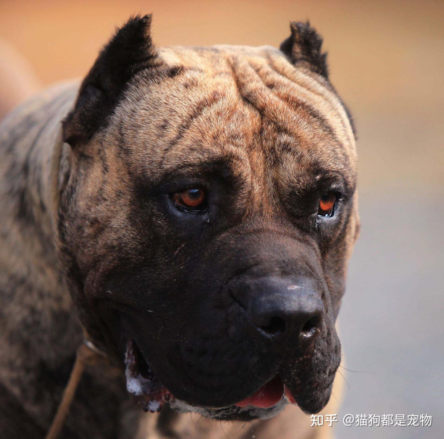 比特 犬 弱點 (99) 사진