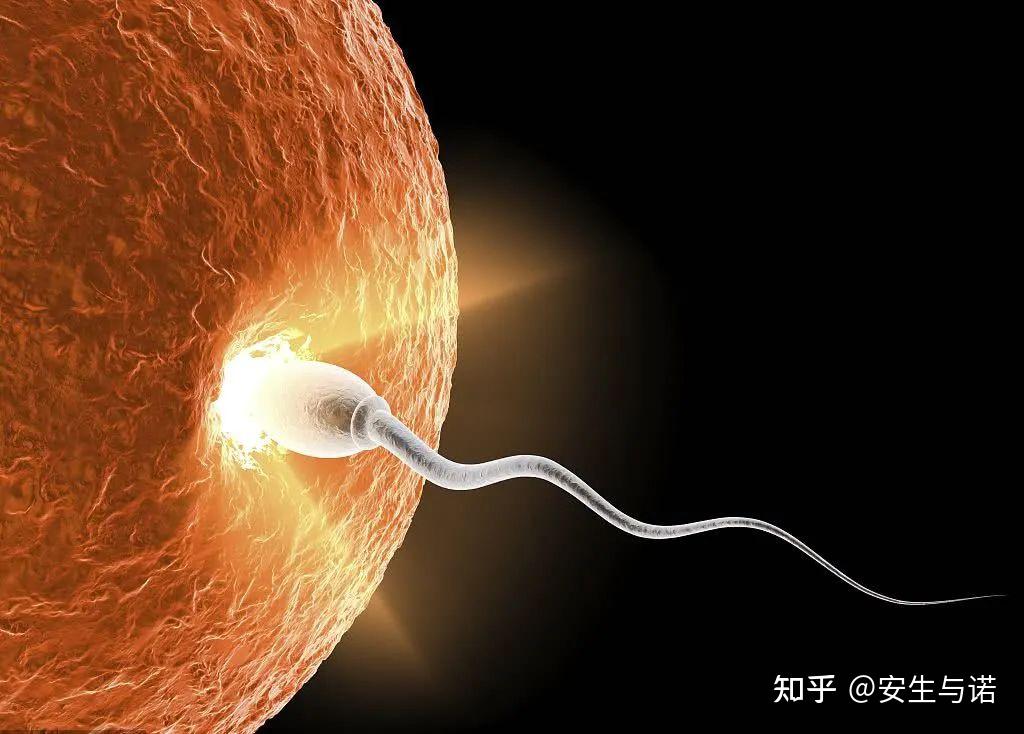 从取卵到成功受孕