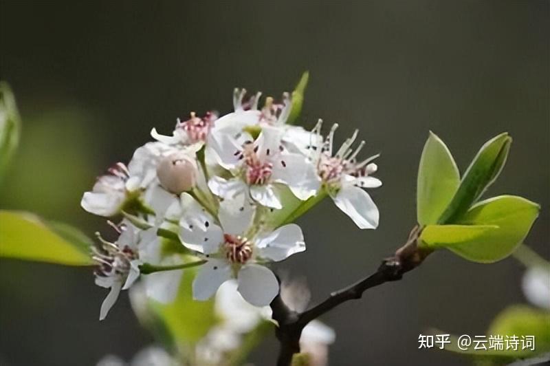 十五首关于棠梨花的诗词,无风杨柳漫天絮,不雨棠梨满地花 - 知乎
