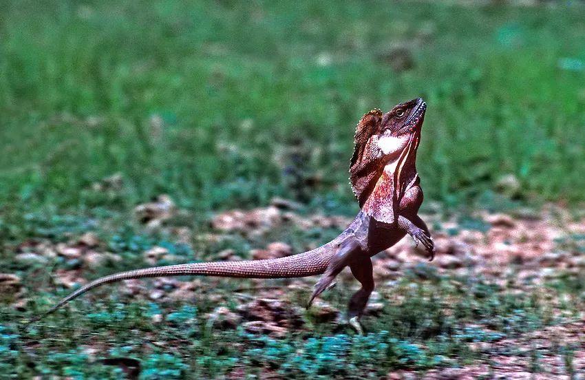 伞蜥的"伞"究竟是什么?