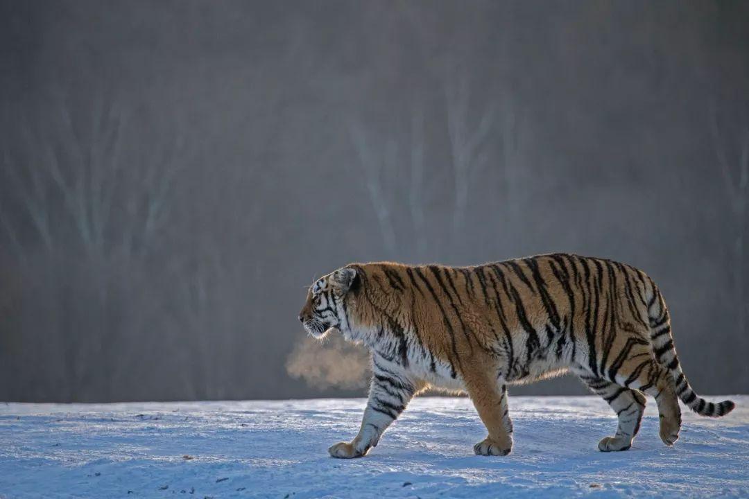 ▼(摄影师@谢建国)东北虎体型比别处的老虎更加庞大的▼(拍摄于长白山