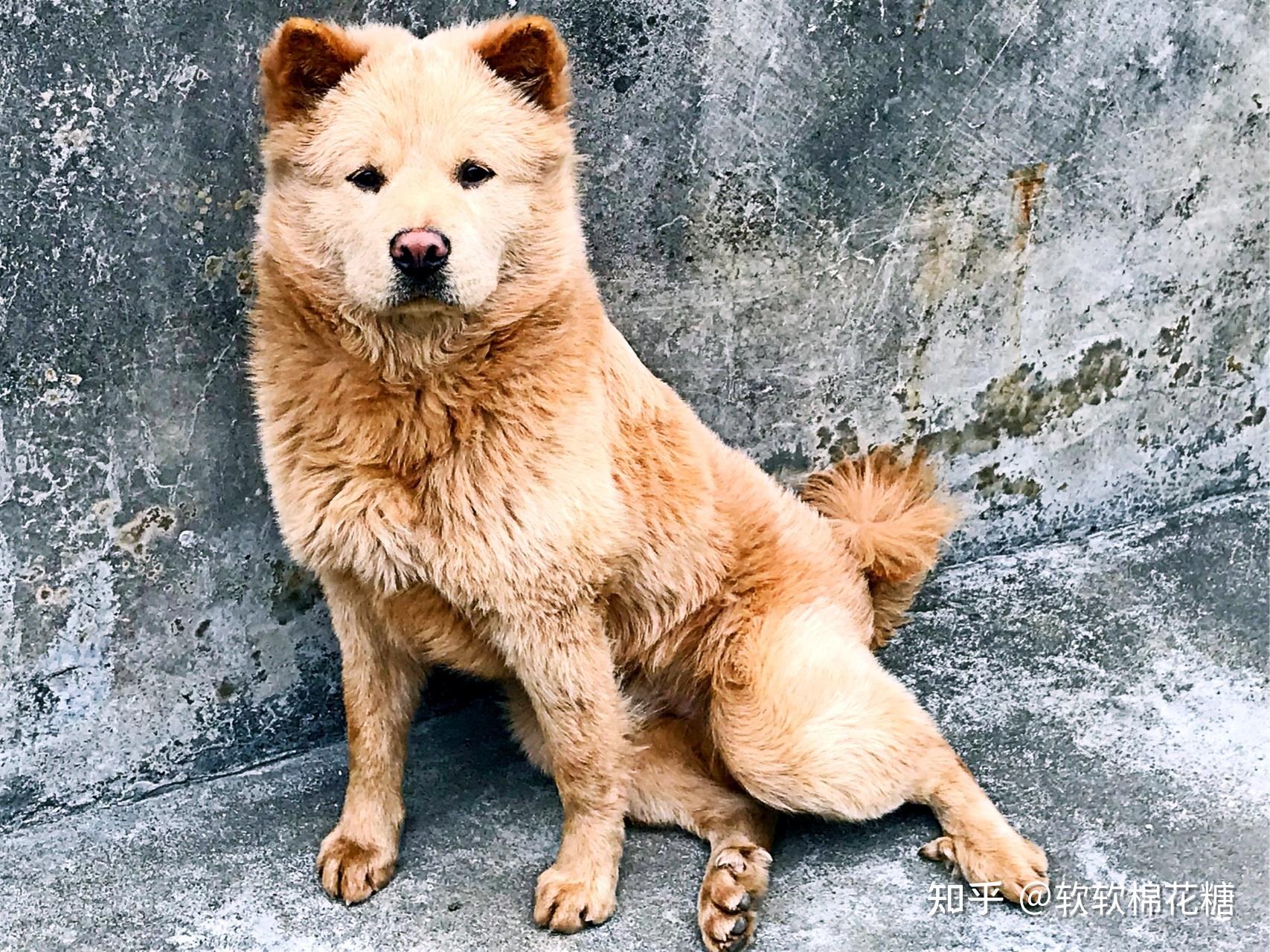 土松狮:它产自于广东,经过培育后,成为了宠物级别的松狮犬但土松狮和