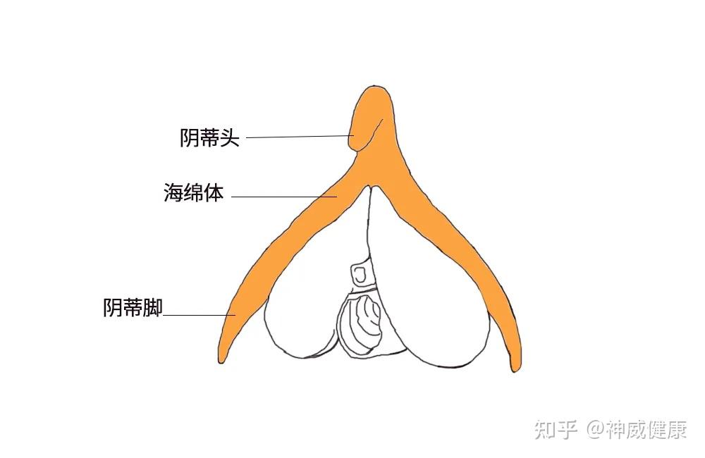 你知道【女性高潮】的关键吗?千千万万的男女都有误区