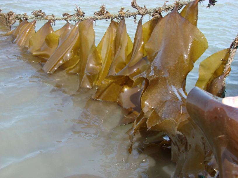 海带养殖需要比较粗的绳子,图片来源:网络那么,咱们就算是中国海军