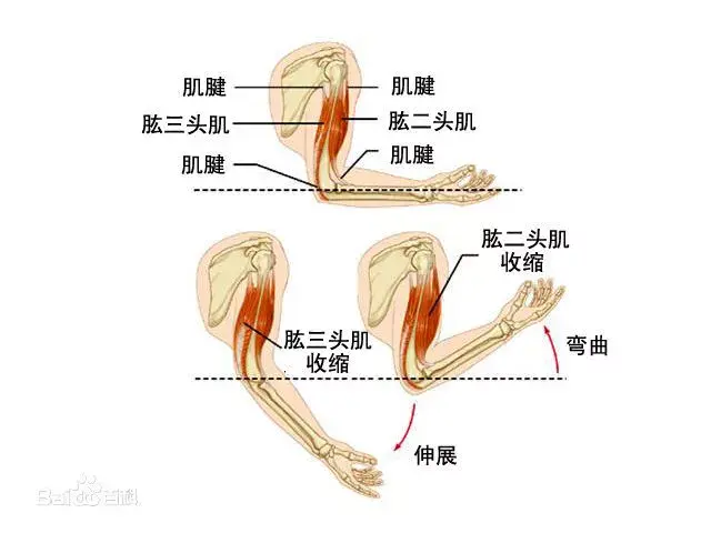 長,短二頭於肱骨中部匯合為肌腹,下行至肱骨下端,集成肌腱止於橈骨