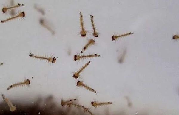 所以"孑孓"又指井中水里的小虫子之类,或者说是 蚊子的幼虫,体细长