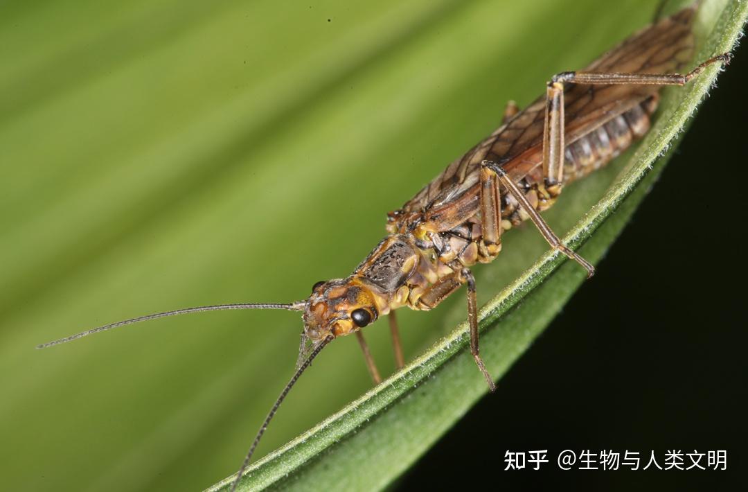 【动物界全系列】蚱总科—刺翼蚱科(下):羊角蚱 - 知乎
