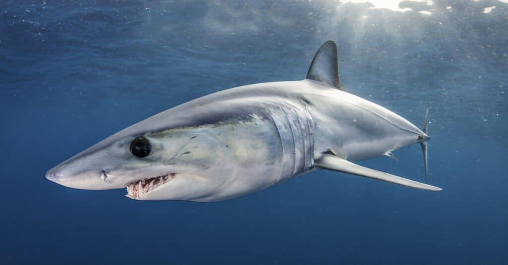 世界上最神秘的鲨鱼图片