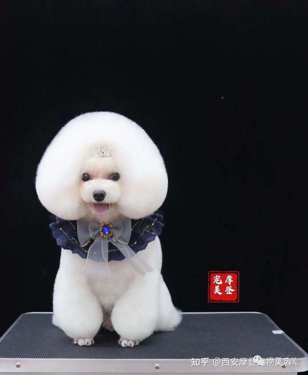 贵宾幼犬赛场造型puppy妆贵宾赛场造型second puppy 斯堪的纳维亚幼狮