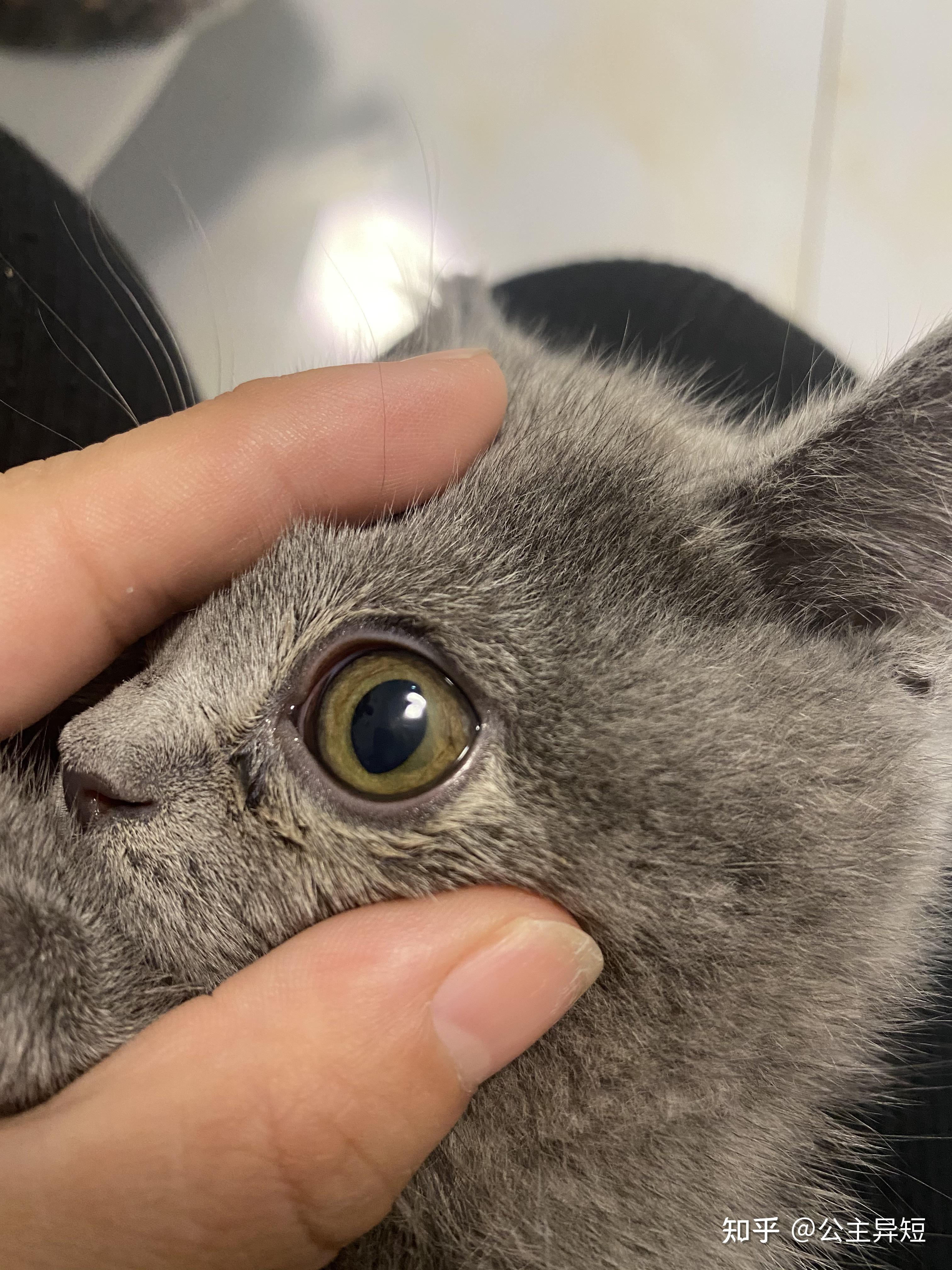 猫咪角膜溶解/溃疡病例回访 - 知乎