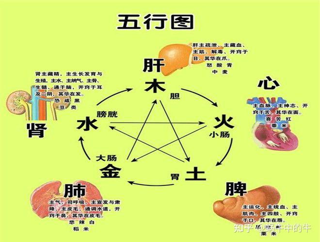 五脏五行顺口溜 - 知乎