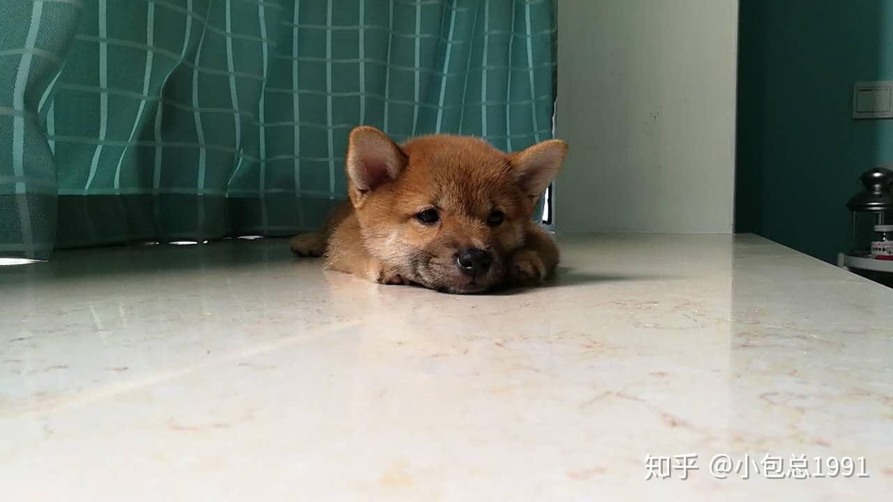 柴犬失格图片