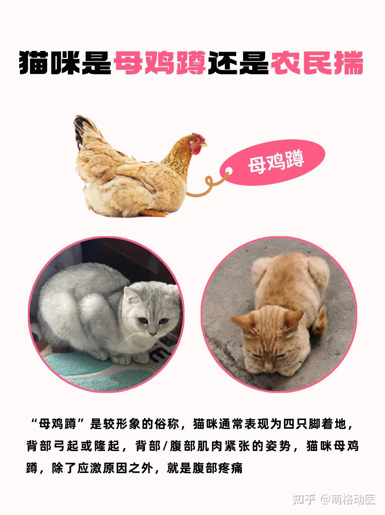 猫咪母鸡蹲和农民揣图片