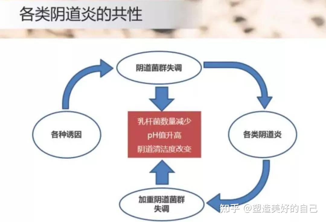 阴道微生态与阴道炎症 - 知乎