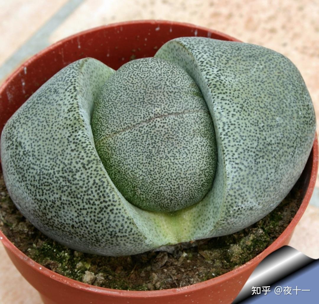 多肉补全计划--帝玉 - 知乎