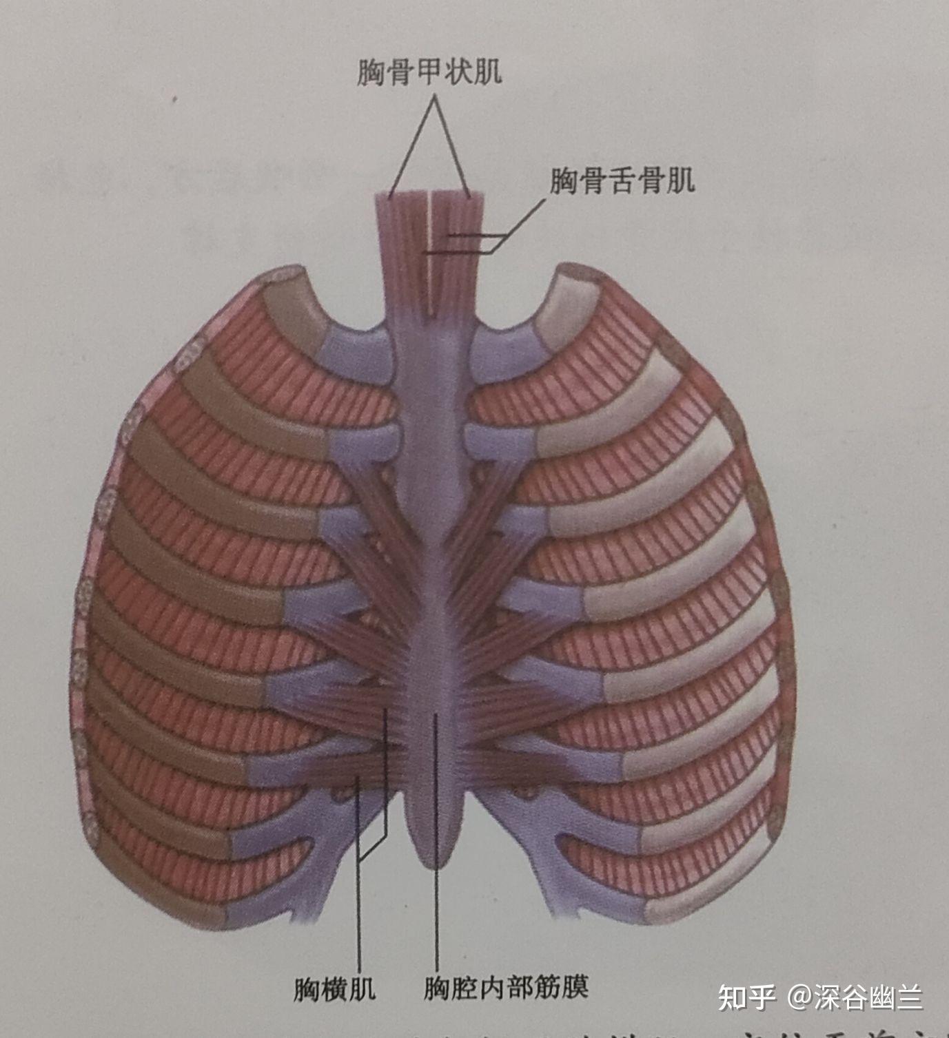 筋膜链前深线图片