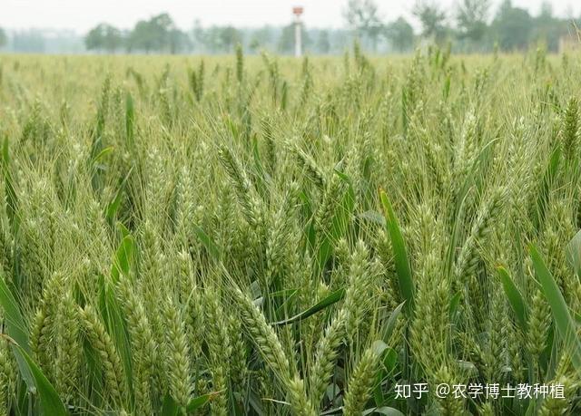 冬小麦产量高不高关键看控旺措施严重影响产量与品质