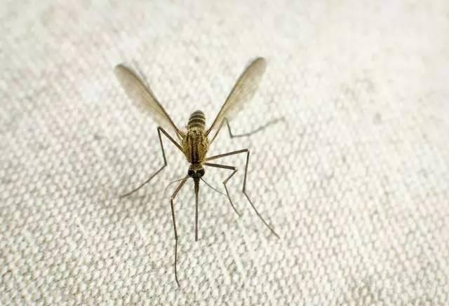 蚊子 跳蚤成高危传染源?