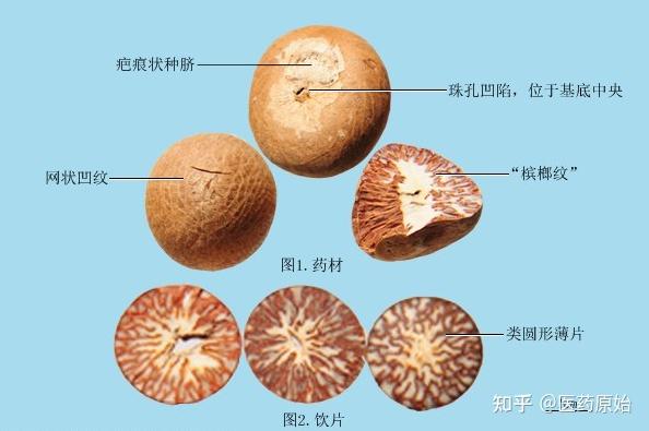 带你识别槟榔 - 知乎