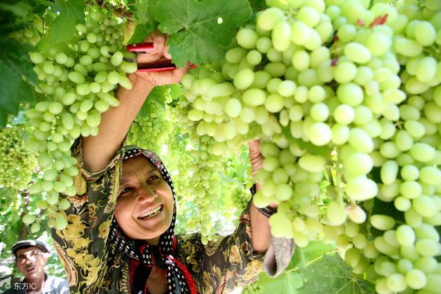 无核白葡萄盛产于新疆吐鲁番葡萄沟,每当丰收季节会有大量的成品销往