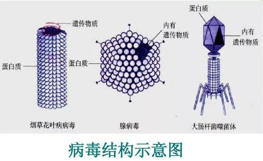 初中生物17个新冠病毒的相关考点