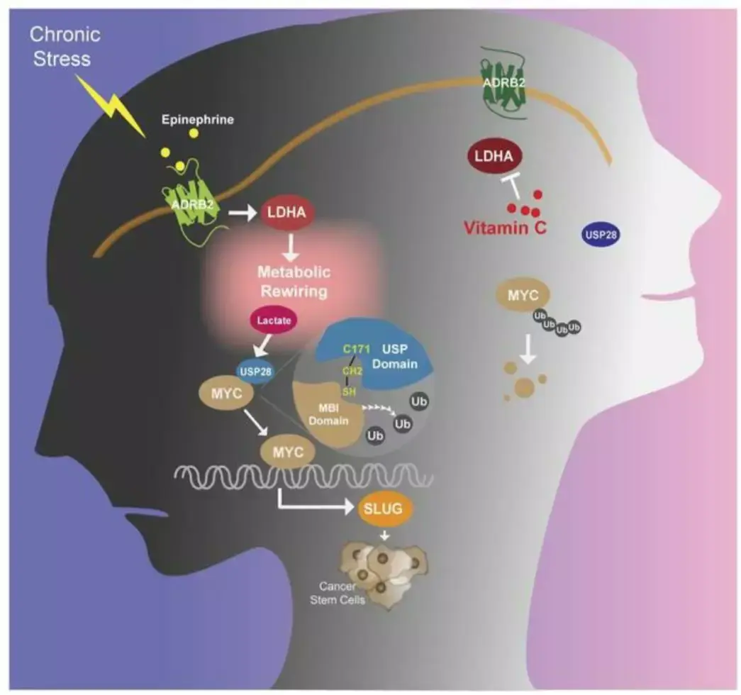 脑科学日报science脑干无名核上行调控场景记忆的编码
