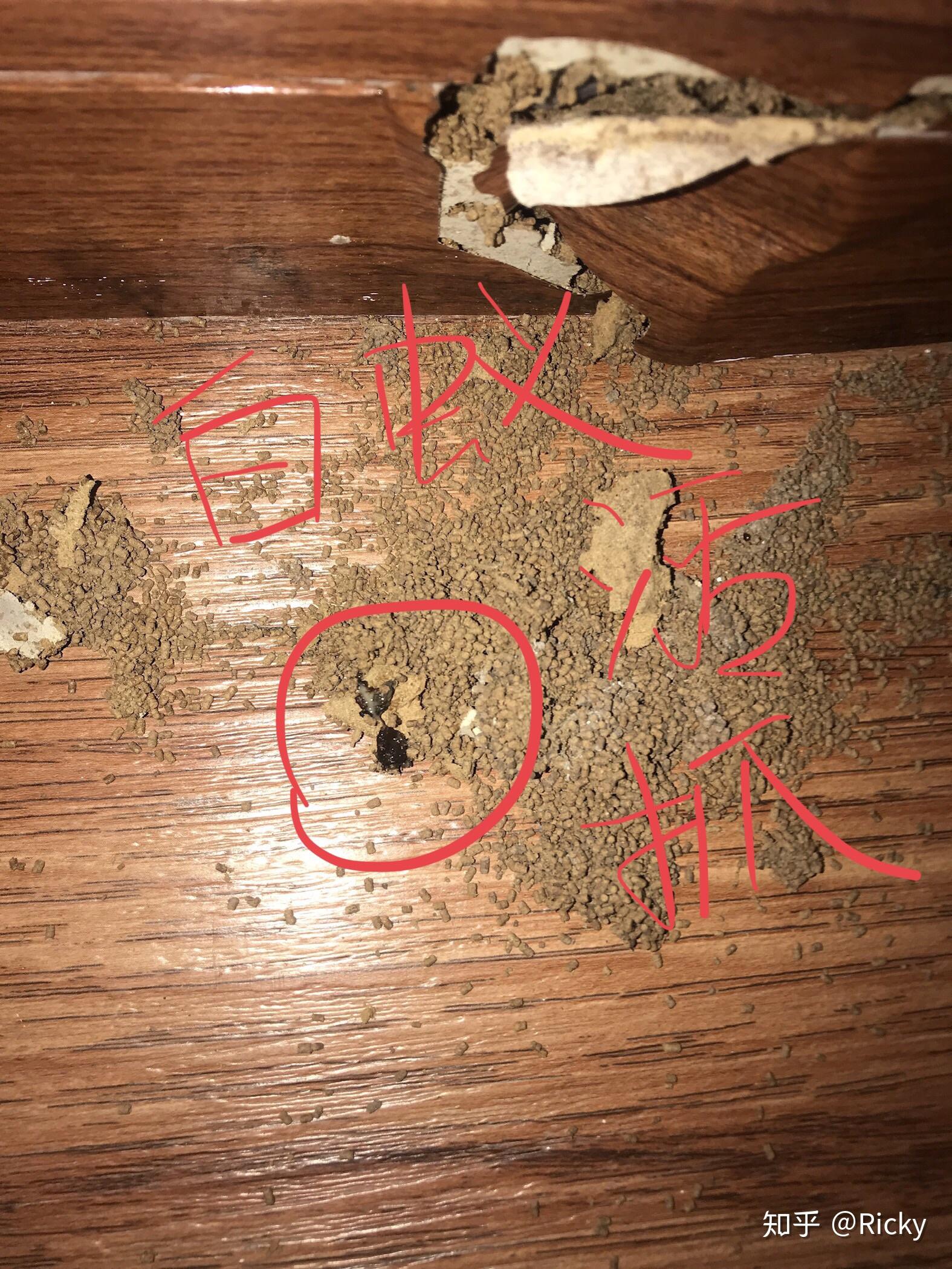 墙角有咖啡色虫卵求彻底根除办法