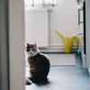 猫咪脱肛了 应该怎么办 知乎 猫咪脱肛了 应该怎么办 知乎