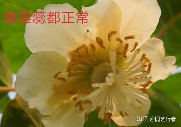 你想了解植物界里的 公树 母树 公花 母花 吗 请你看这里 知乎