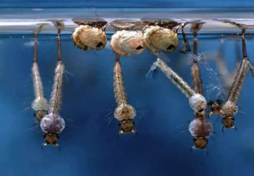 不吸血的蚊子吃什么几个关于蚊子的小知识