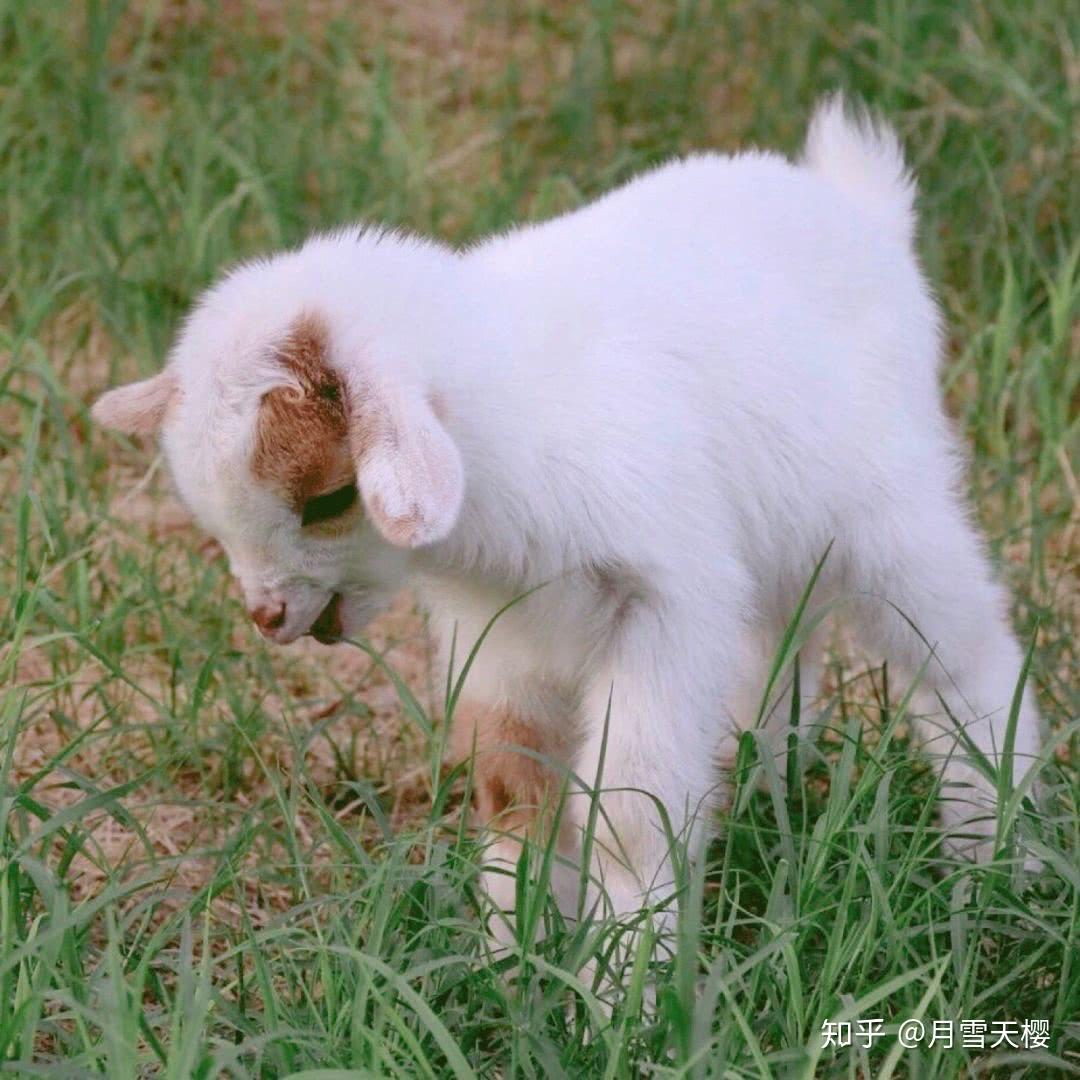 很美的图片小羊 v2-d50a830d4727aab865c1efa7f191dd26_r.jpg