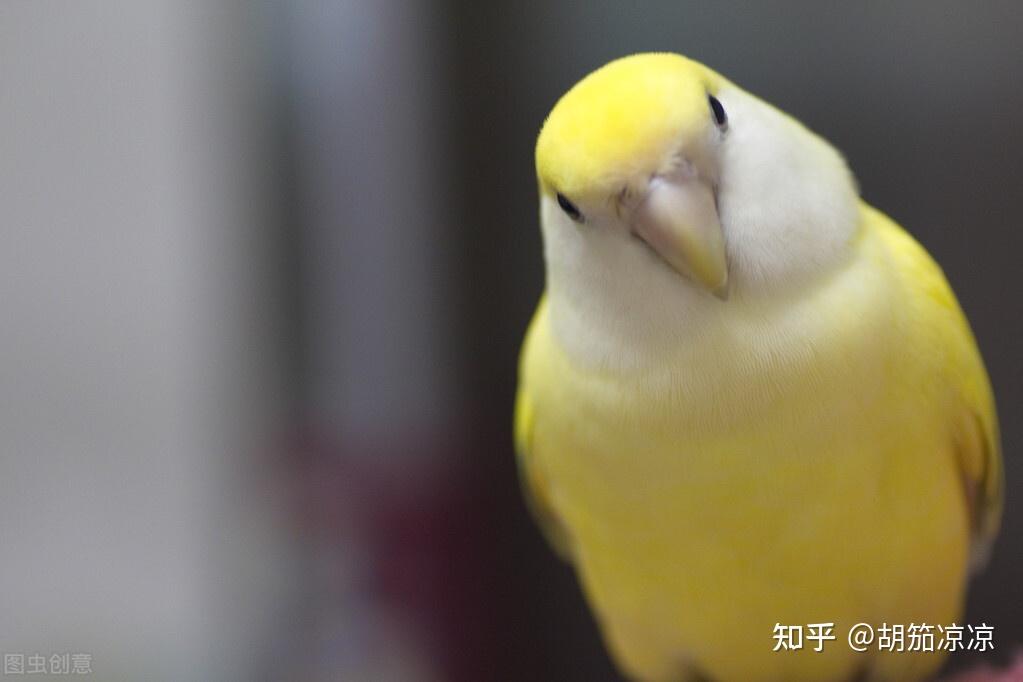 天手养鹦鹉如何自制奶粉