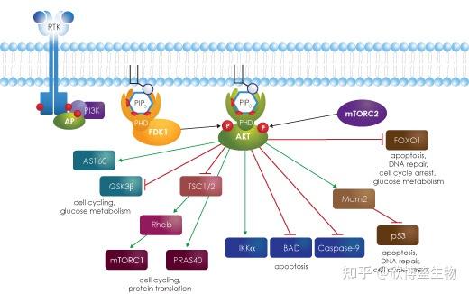 磷脂酰肌醇3-激酶(PI3K)信号通路 - 知乎