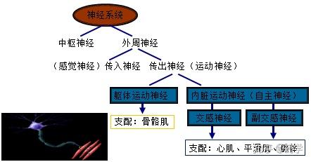药理学传出神经系统